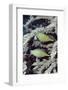 Pair of Longnose Hawkfish-Hal Beral-Framed Photographic Print