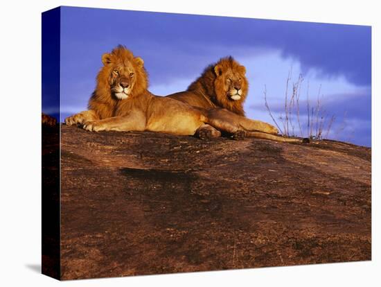 Pair of Male African Lions at Dawn-Joe McDonald-Stretched Canvas