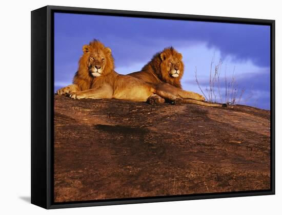 Pair of Male African Lions at Dawn-Joe McDonald-Framed Stretched Canvas