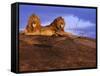 Pair of Male African Lions at Dawn-Joe McDonald-Framed Stretched Canvas