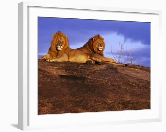 Pair of Male African Lions at Dawn-Joe McDonald-Framed Photographic Print