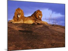 Pair of Male African Lions at Dawn-Joe McDonald-Mounted Photographic Print