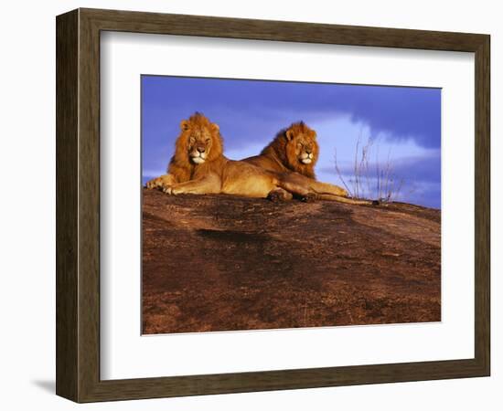 Pair of Male African Lions at Dawn-Joe McDonald-Framed Photographic Print