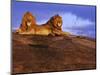 Pair of Male African Lions at Dawn-Joe McDonald-Mounted Photographic Print