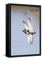 Pair of Male Mallards in Flight-Hal Beral-Framed Stretched Canvas