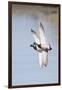 Pair of Male Mallards in Flight-Hal Beral-Framed Premium Photographic Print