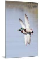 Pair of Male Mallards in Flight-Hal Beral-Mounted Premium Photographic Print