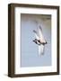 Pair of Male Mallards in Flight-Hal Beral-Framed Photographic Print