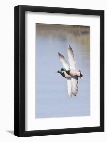 Pair of Male Mallards in Flight-Hal Beral-Framed Photographic Print