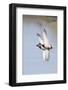 Pair of Male Mallards in Flight-Hal Beral-Framed Photographic Print