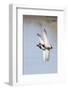 Pair of Male Mallards in Flight-Hal Beral-Framed Photographic Print