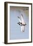 Pair of Male Mallards in Flight-Hal Beral-Framed Photographic Print