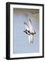 Pair of Male Mallards in Flight-Hal Beral-Framed Photographic Print