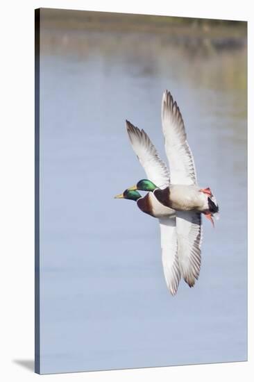 Pair of Male Mallards in Flight-Hal Beral-Stretched Canvas