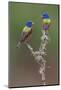 Pair of male Painted buntings. Rio Grande Valley, Texas-Adam Jones-Mounted Photographic Print