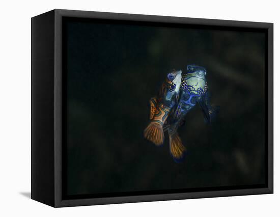 Pair of Mandarinfish Spawning-Stocktrek Images-Framed Stretched Canvas