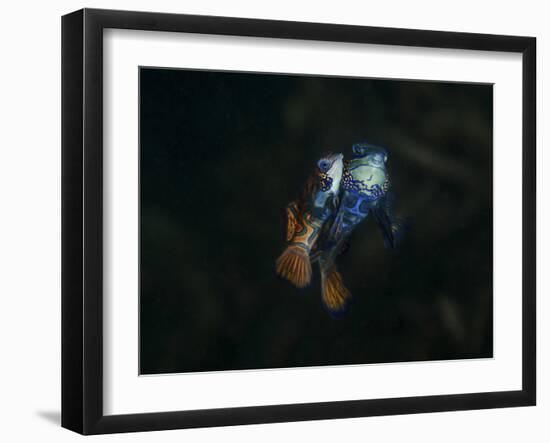 Pair of Mandarinfish Spawning-Stocktrek Images-Framed Photographic Print