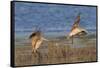 Pair of Marbled Godwits Landng-Hal Beral-Framed Stretched Canvas