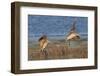 Pair of Marbled Godwits Landng-Hal Beral-Framed Photographic Print