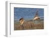 Pair of Marbled Godwits Landng-Hal Beral-Framed Photographic Print