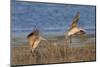 Pair of Marbled Godwits Landng-Hal Beral-Mounted Photographic Print