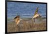 Pair of Marbled Godwits Landng-Hal Beral-Framed Photographic Print