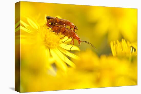 Pair of Mating Soldier Beetles (Rhagonycha Fulva) on Common Ragwort (Senecio Jacobaea) Dorset, UK-Ross Hoddinott-Stretched Canvas