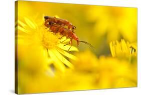 Pair of Mating Soldier Beetles (Rhagonycha Fulva) on Common Ragwort (Senecio Jacobaea) Dorset, UK-Ross Hoddinott-Stretched Canvas