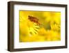 Pair of Mating Soldier Beetles (Rhagonycha Fulva) on Common Ragwort (Senecio Jacobaea) Dorset, UK-Ross Hoddinott-Framed Premium Photographic Print