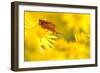 Pair of Mating Soldier Beetles (Rhagonycha Fulva) on Common Ragwort (Senecio Jacobaea) Dorset, UK-Ross Hoddinott-Framed Photographic Print