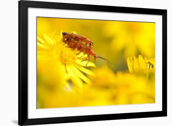 Pair of Mating Soldier Beetles (Rhagonycha Fulva) on Common Ragwort (Senecio Jacobaea) Dorset, UK-Ross Hoddinott-Framed Photographic Print