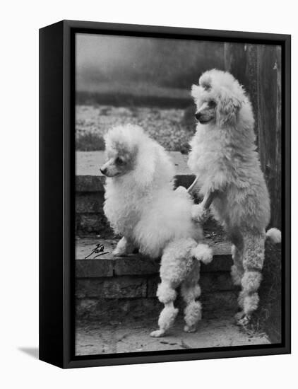 Pair of Miniature Poodles Owned by Thomas from the Fircot Kennel-Thomas Fall-Framed Stretched Canvas