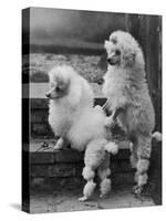 Pair of Miniature Poodles Owned by Thomas from the Fircot Kennel-Thomas Fall-Stretched Canvas