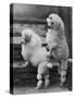 Pair of Miniature Poodles Owned by Thomas from the Fircot Kennel-Thomas Fall-Stretched Canvas