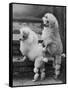 Pair of Miniature Poodles Owned by Thomas from the Fircot Kennel-Thomas Fall-Framed Stretched Canvas