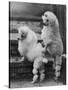Pair of Miniature Poodles Owned by Thomas from the Fircot Kennel-Thomas Fall-Stretched Canvas