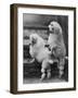 Pair of Miniature Poodles Owned by Thomas from the Fircot Kennel-Thomas Fall-Framed Photographic Print