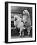 Pair of Miniature Poodles Owned by Thomas from the Fircot Kennel-Thomas Fall-Framed Photographic Print