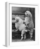 Pair of Miniature Poodles Owned by Thomas from the Fircot Kennel-Thomas Fall-Framed Photographic Print