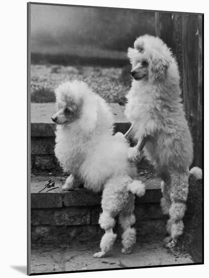 Pair of Miniature Poodles Owned by Thomas from the Fircot Kennel-Thomas Fall-Mounted Photographic Print