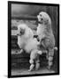 Pair of Miniature Poodles Owned by Thomas from the Fircot Kennel-Thomas Fall-Framed Photographic Print