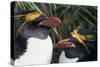 Pair of Nesting Macaroni Penguins-W^ Perry Conway-Stretched Canvas
