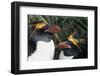 Pair of Nesting Macaroni Penguins-W^ Perry Conway-Framed Photographic Print