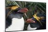 Pair of Nesting Macaroni Penguins-W^ Perry Conway-Mounted Photographic Print