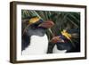 Pair of Nesting Macaroni Penguins-W^ Perry Conway-Framed Photographic Print