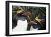 Pair of Nesting Macaroni Penguins-W^ Perry Conway-Framed Photographic Print