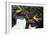 Pair of Nesting Macaroni Penguins-W^ Perry Conway-Framed Photographic Print