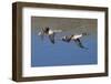 Pair of Northern Pintails in Flight-Hal Beral-Framed Photographic Print