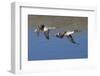 Pair of Northern Pintails in Flight-Hal Beral-Framed Photographic Print