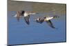 Pair of Northern Pintails in Flight-Hal Beral-Mounted Photographic Print